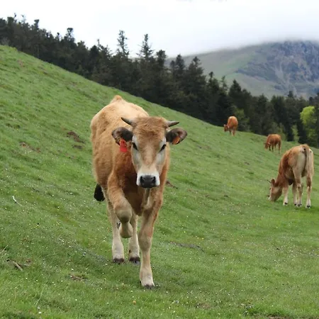 Lägenhet De Payolle *